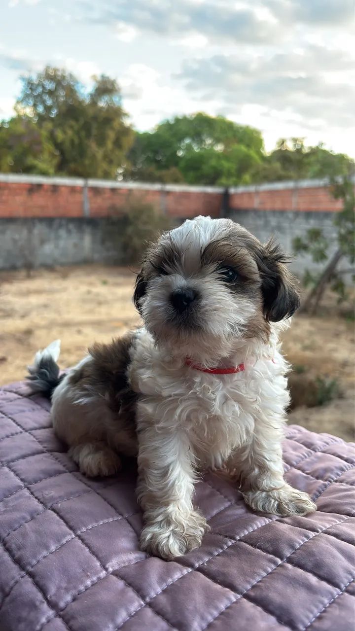 Filhotes de Shih Tzu! - Foto 2
