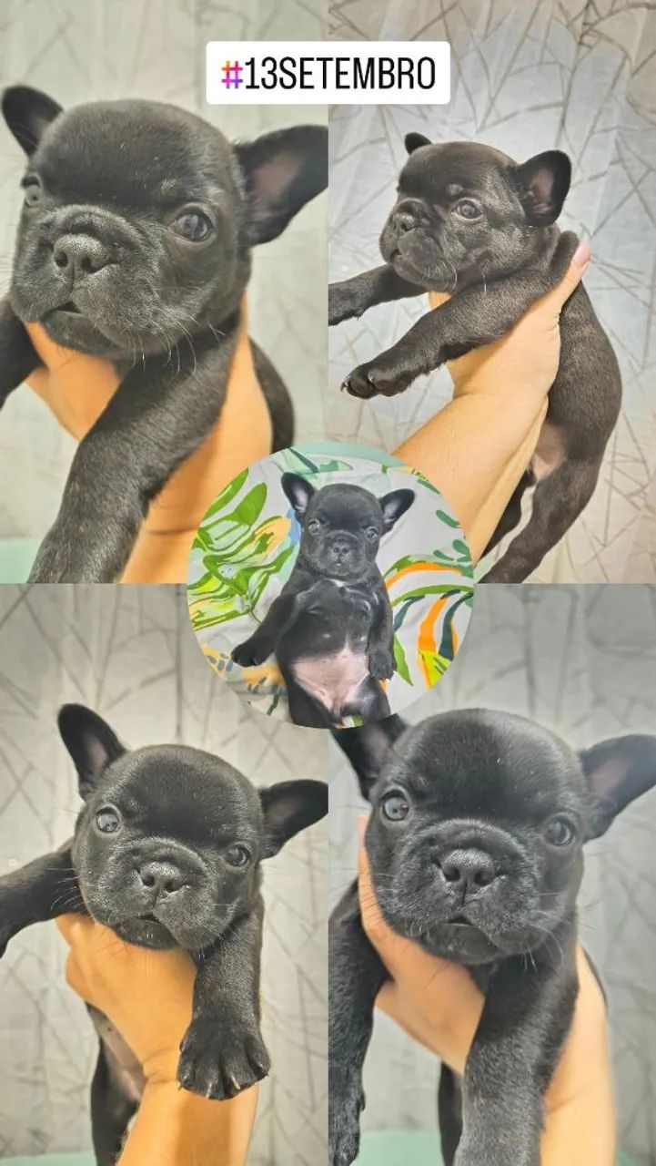  Bulldog Francês  - Foto 3