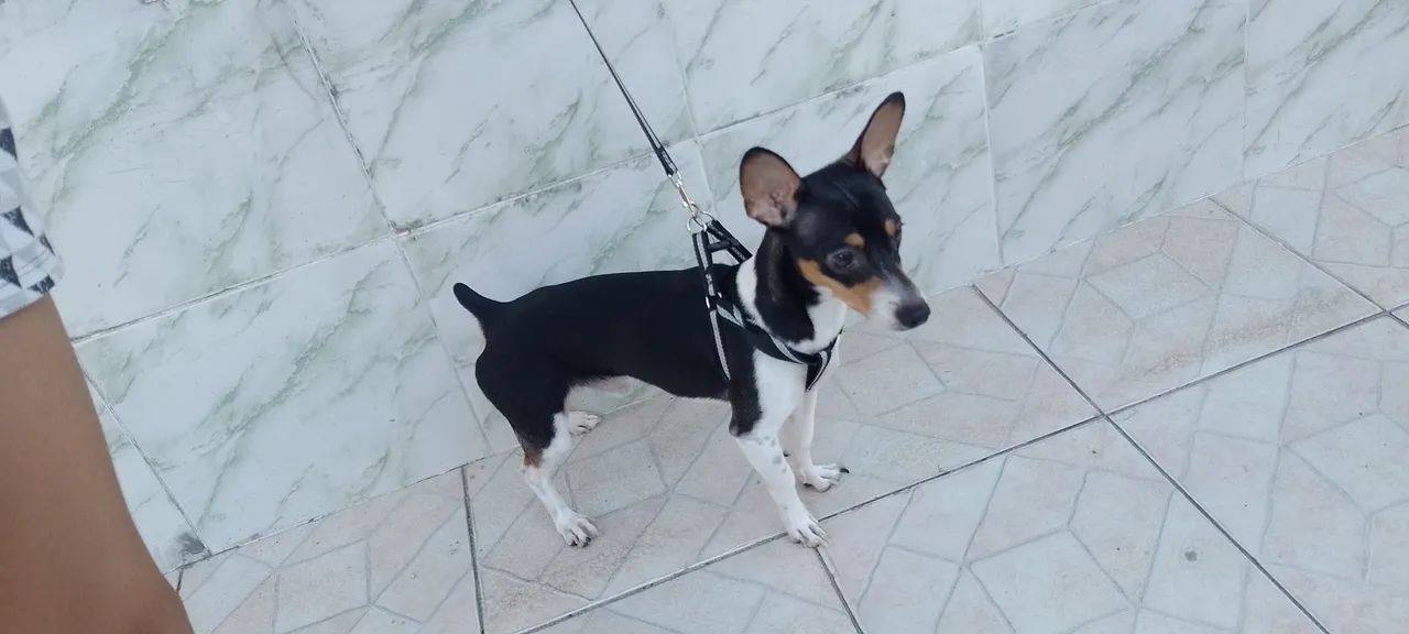 Cachorro Macho Pinscher  - Foto 3