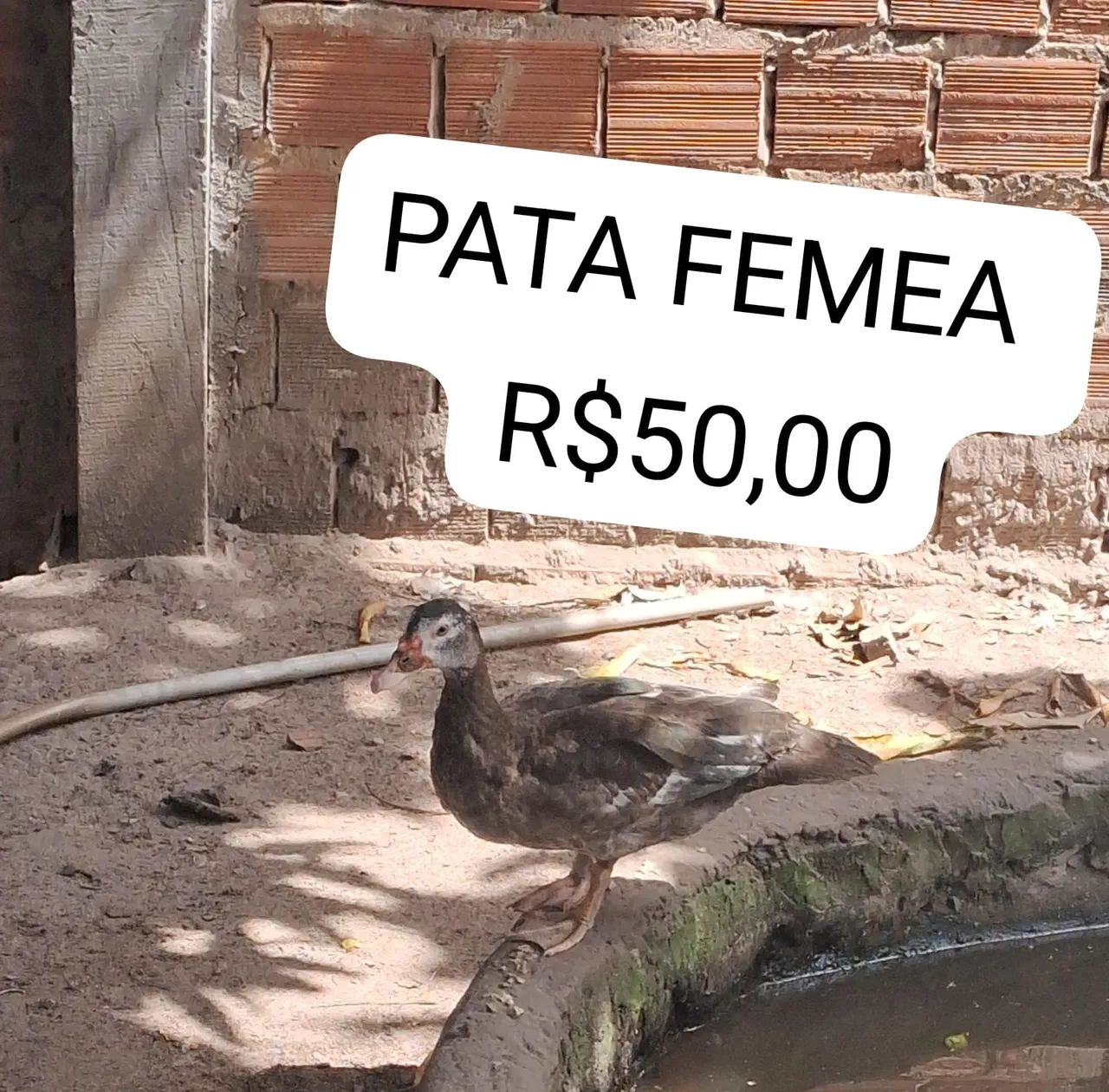 VENDO PATOS MACHO E FÊMEA 