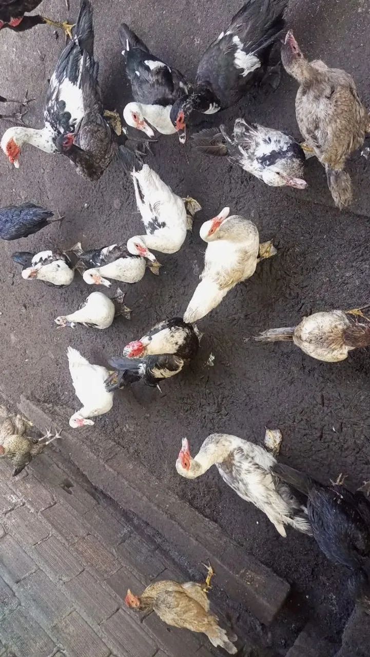 Galinha e pato  - Foto 3