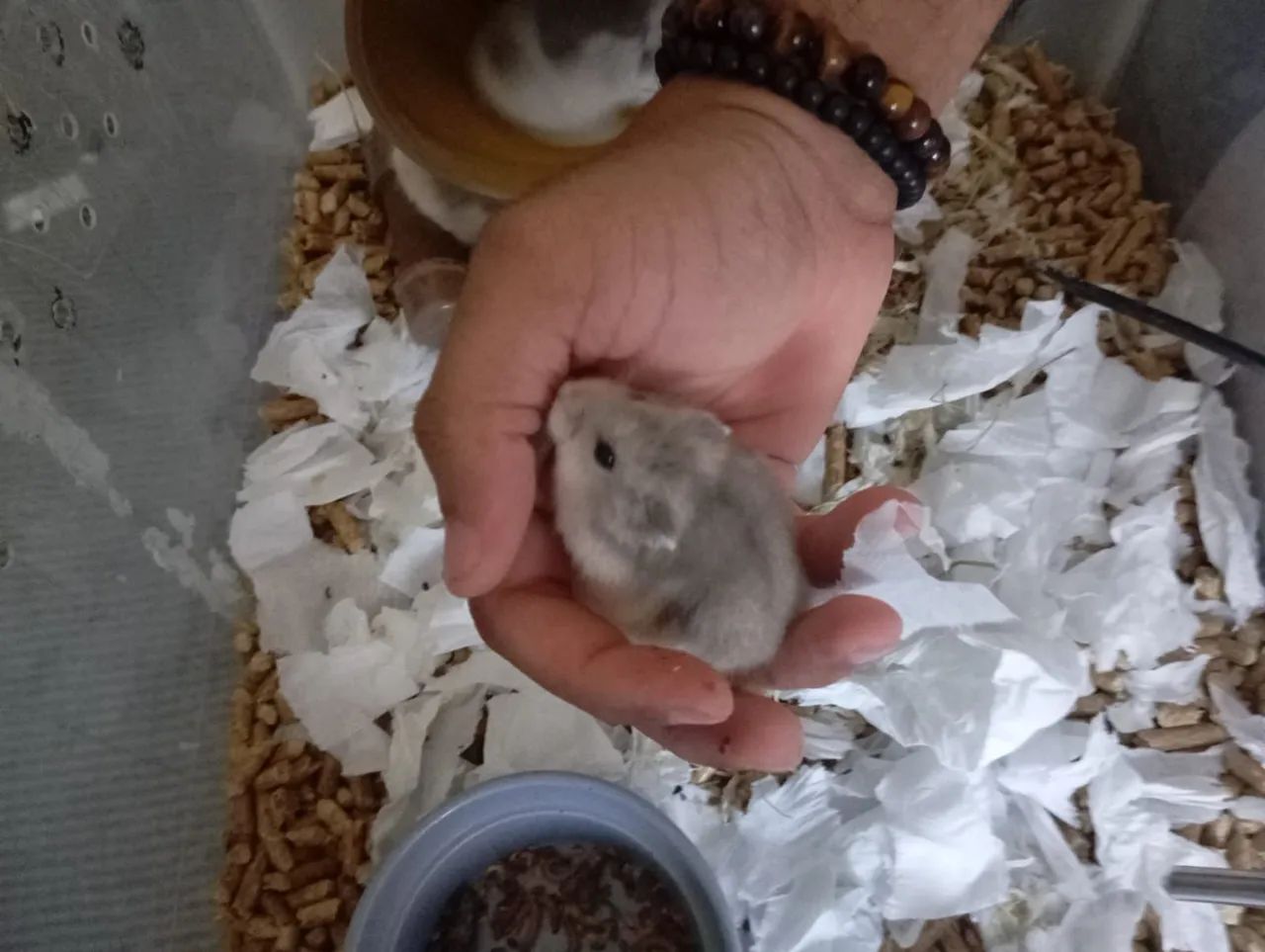 Hamster anã russo.