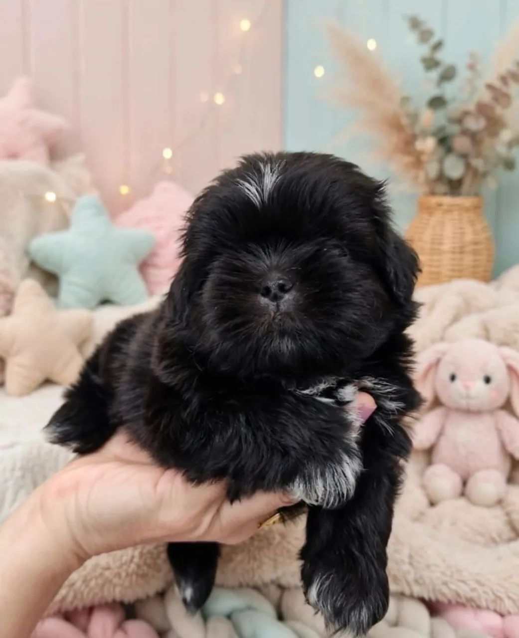 SHIH TZU COM PEDIGREE