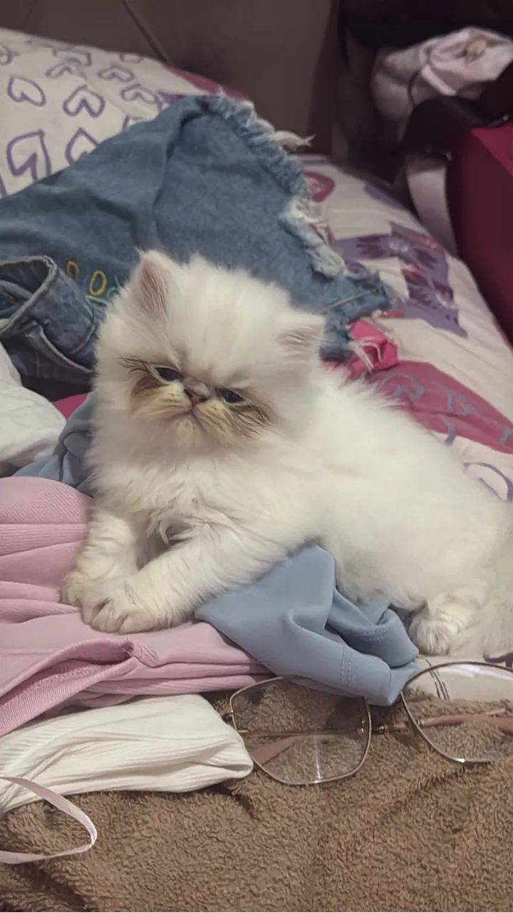 Gatinha persa - Foto 5