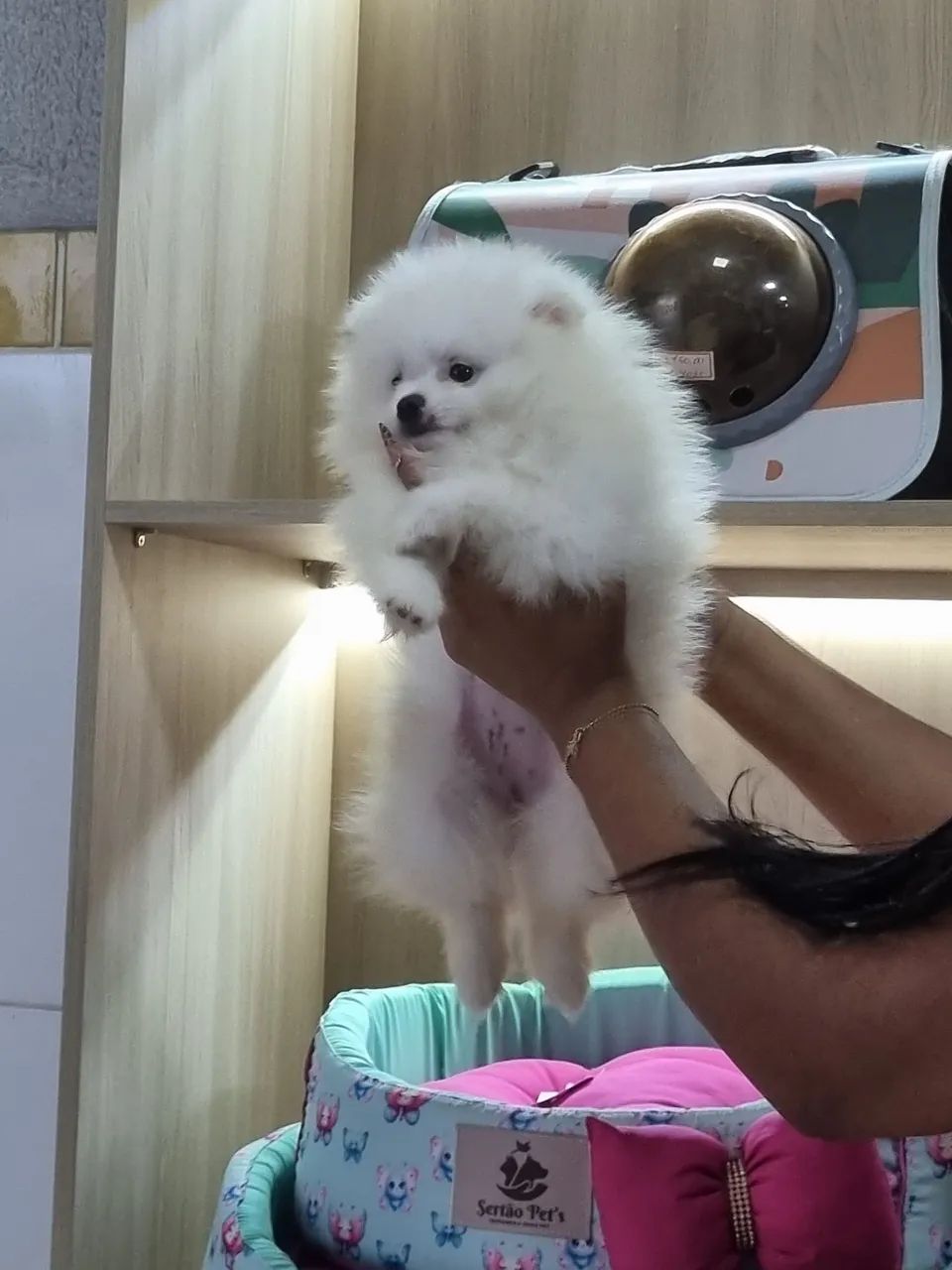 Cachorro lulu - Foto 4