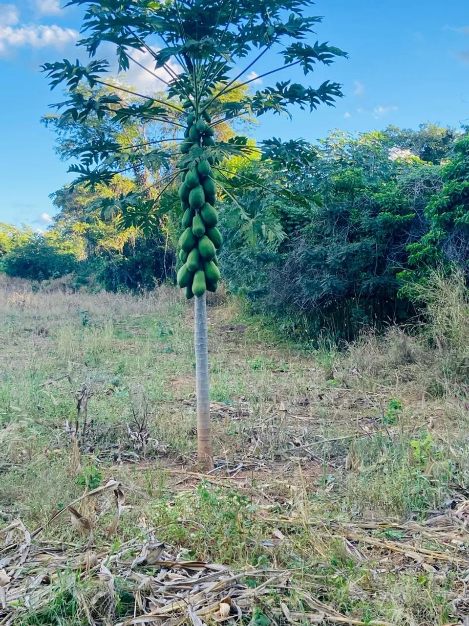 Vendo Sítio muito lindo  - Foto 2