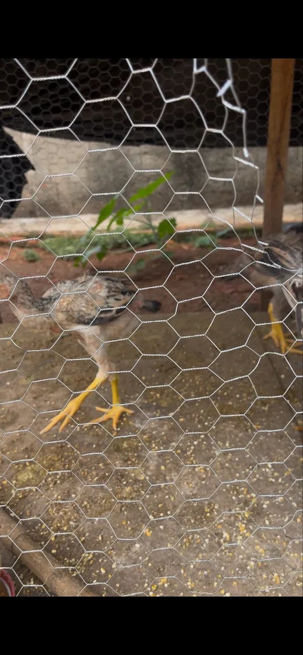 Vendo filhotes de Índio gigante  - Foto 4