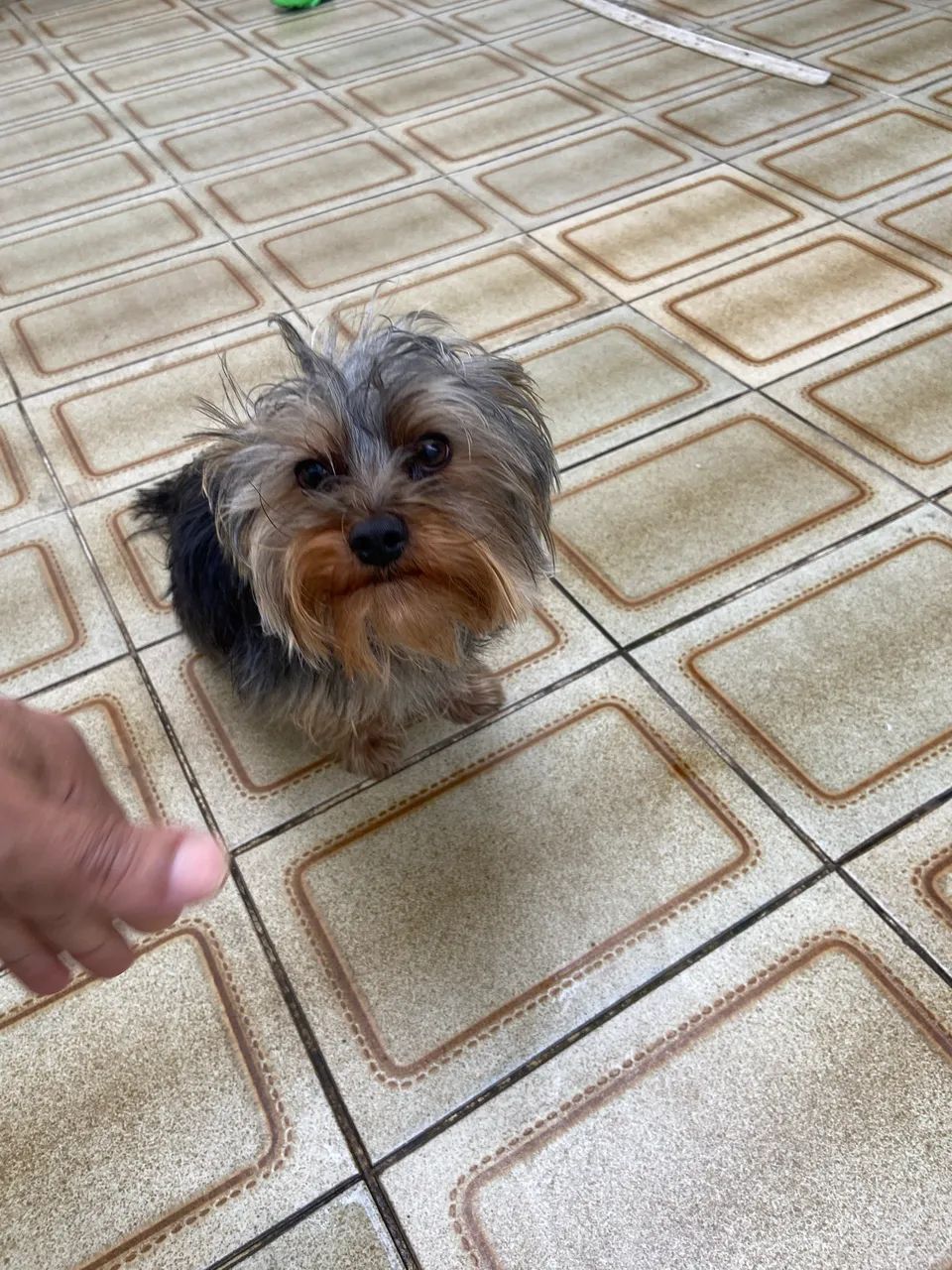 Yorkshire  terrier  - Foto 4