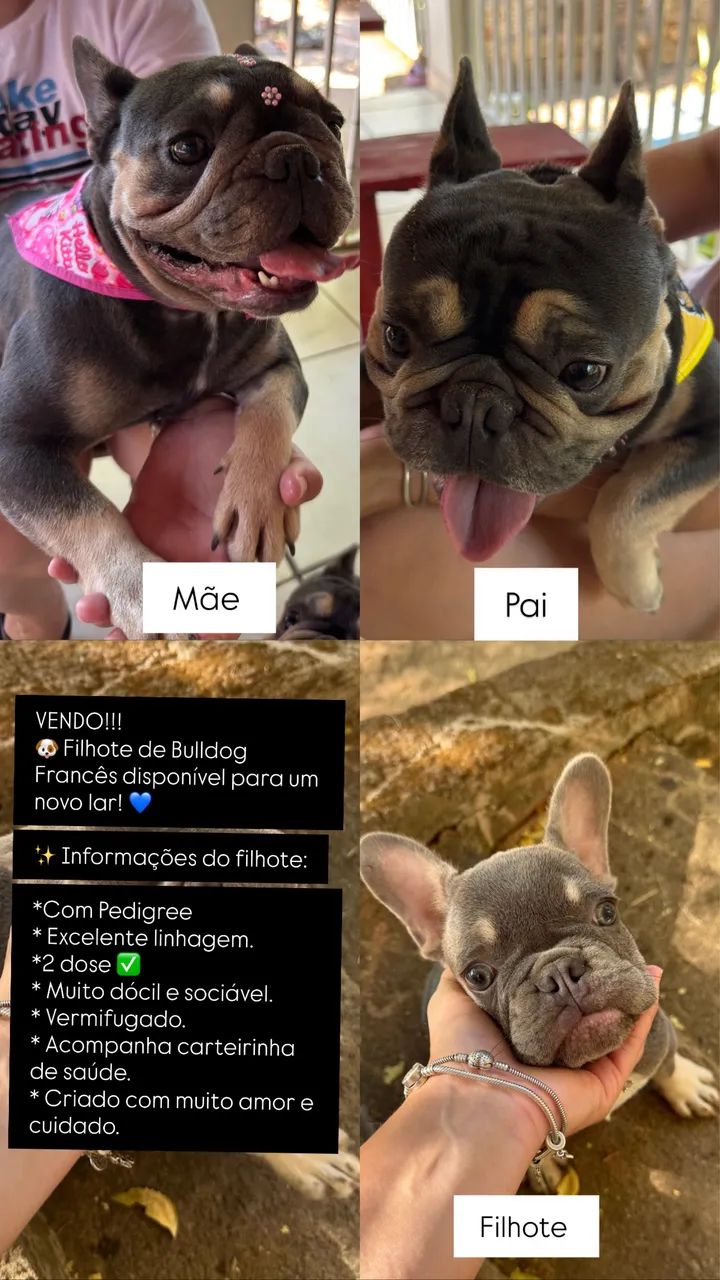Bulldog Francês  - Foto 4