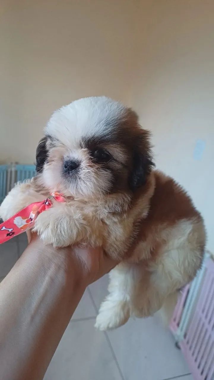 Shihtzu mini macho - Foto 2