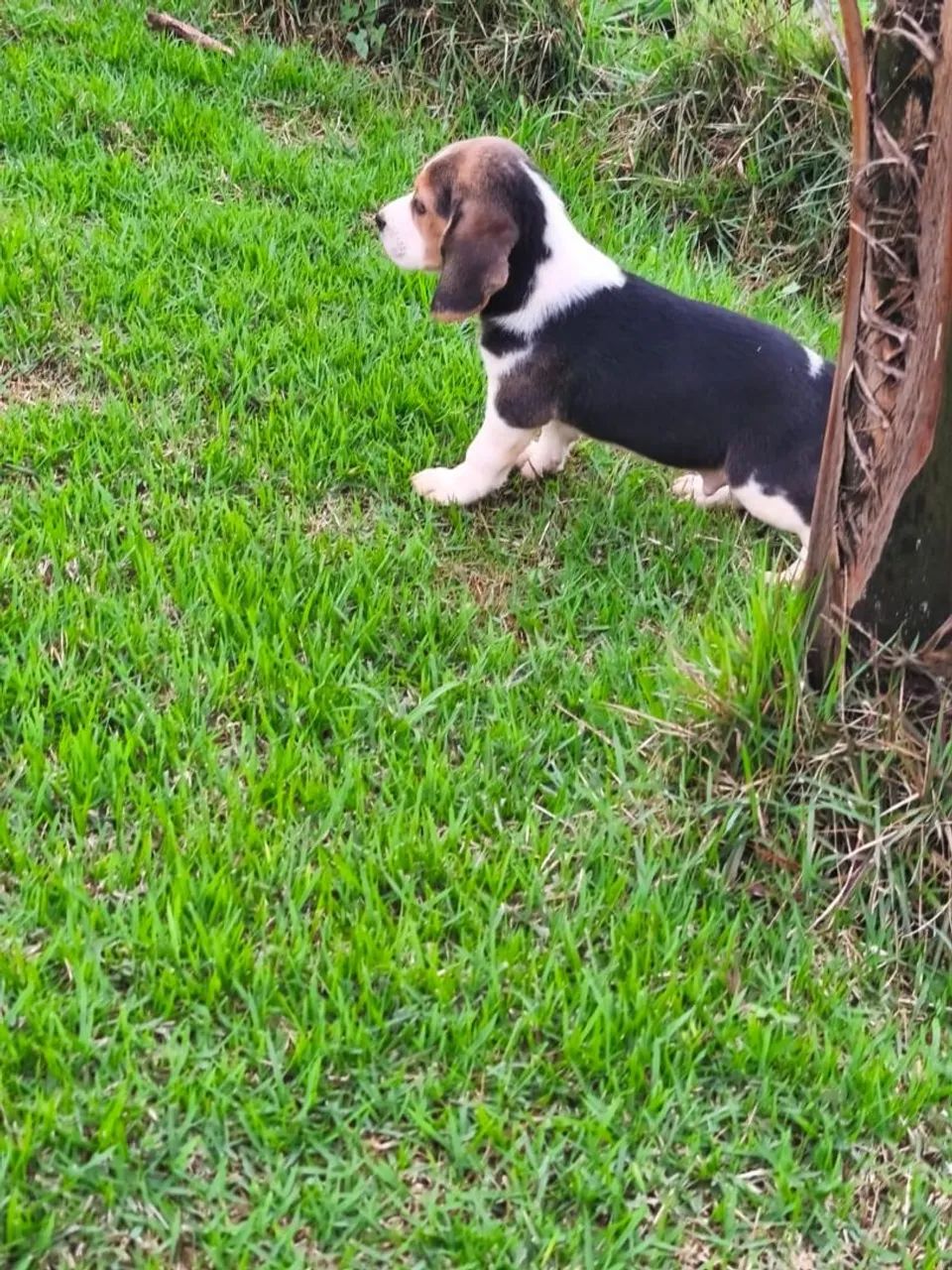 Lindo beagle - Foto 3