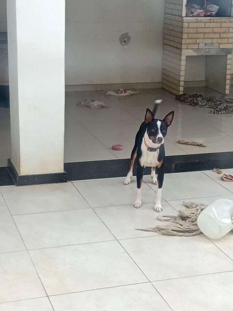 Doação de um  lindo cachorrorinho nome( piter)  - Foto 3