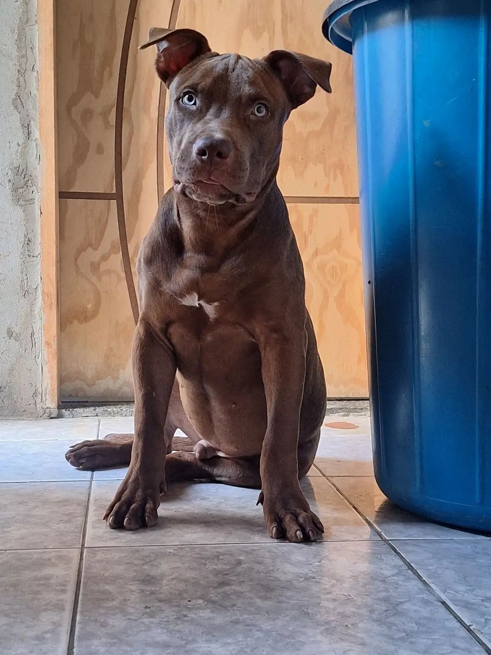 Pit monster puro - Foto 2