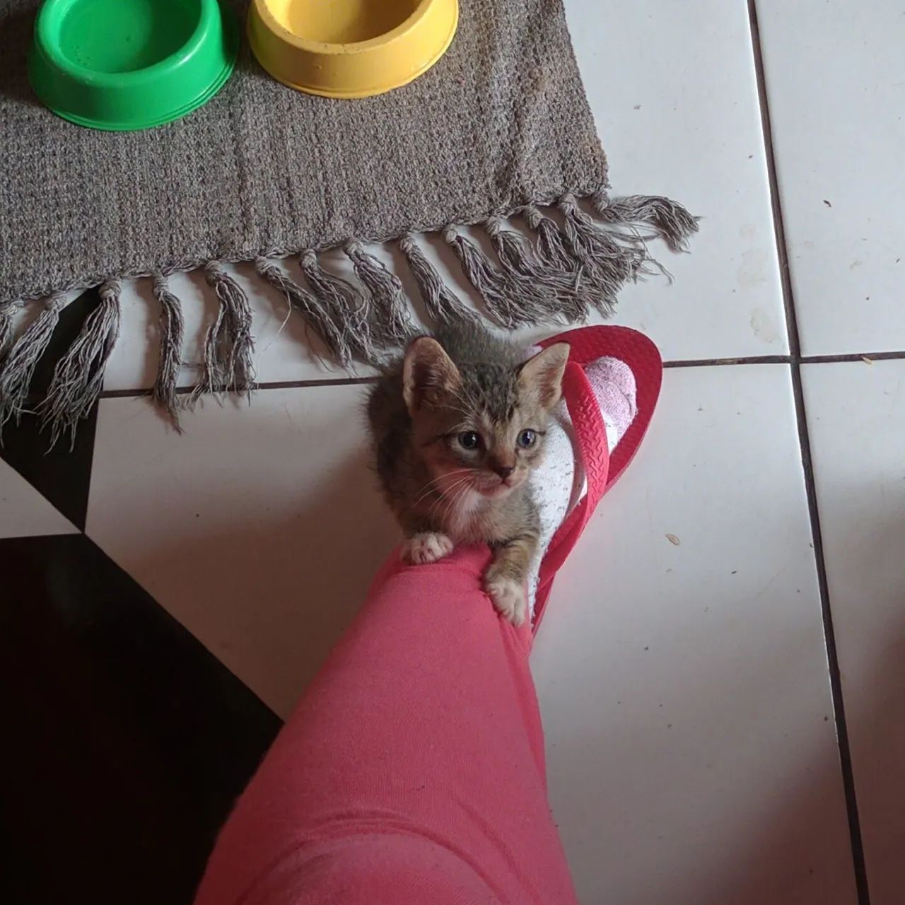 Doa se gatinhos - Foto 5