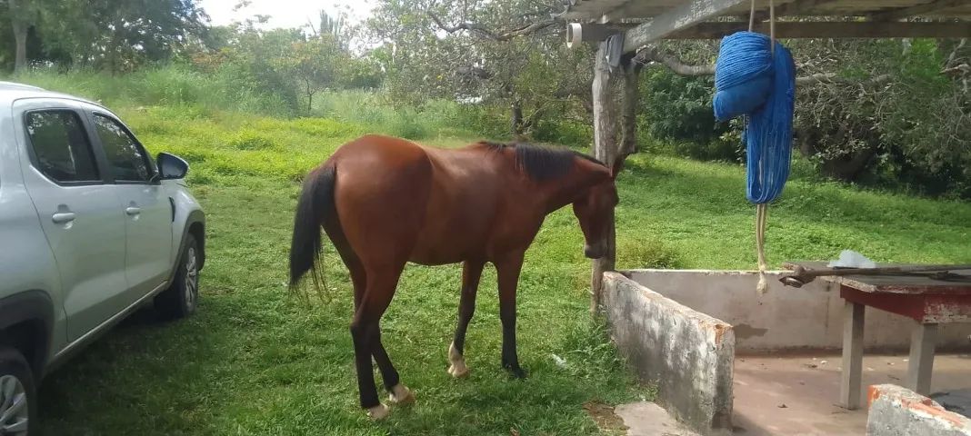 Vendo cavalo.