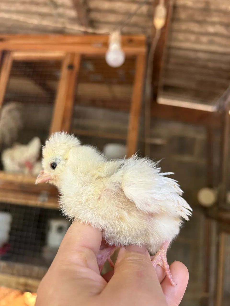 Galinha Polonesa  - Foto 3