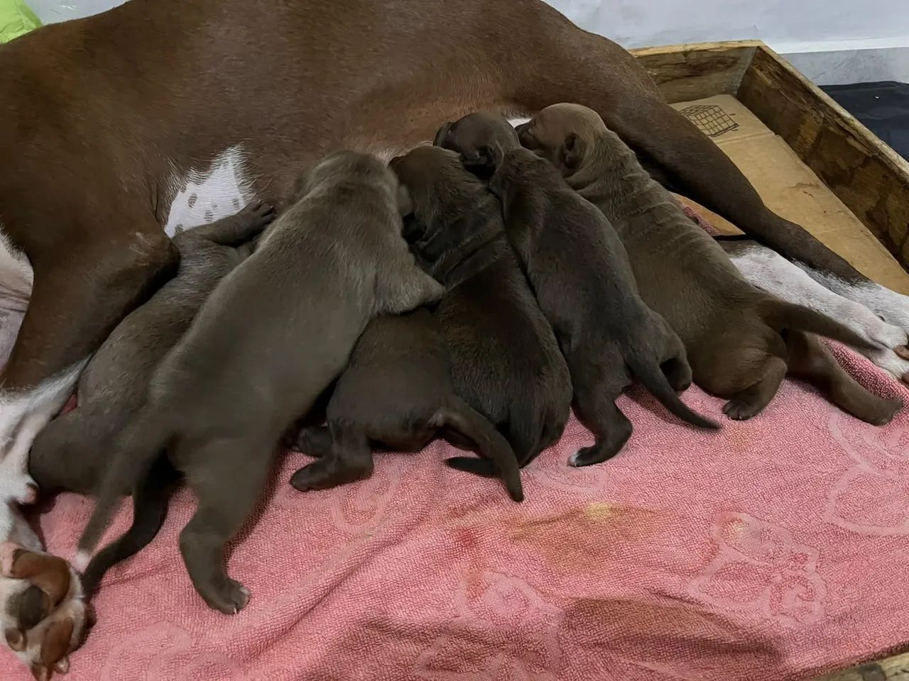 American Pit Bull terrier  - Foto 5