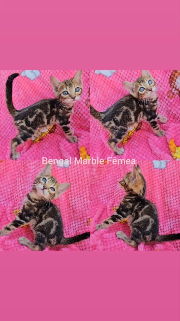 Bengal Filhotes Gatil BSB Cat