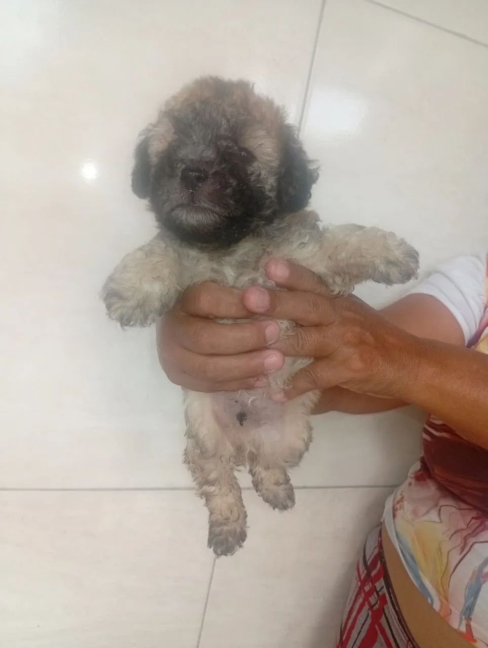 Poodle toy original  - Foto 3