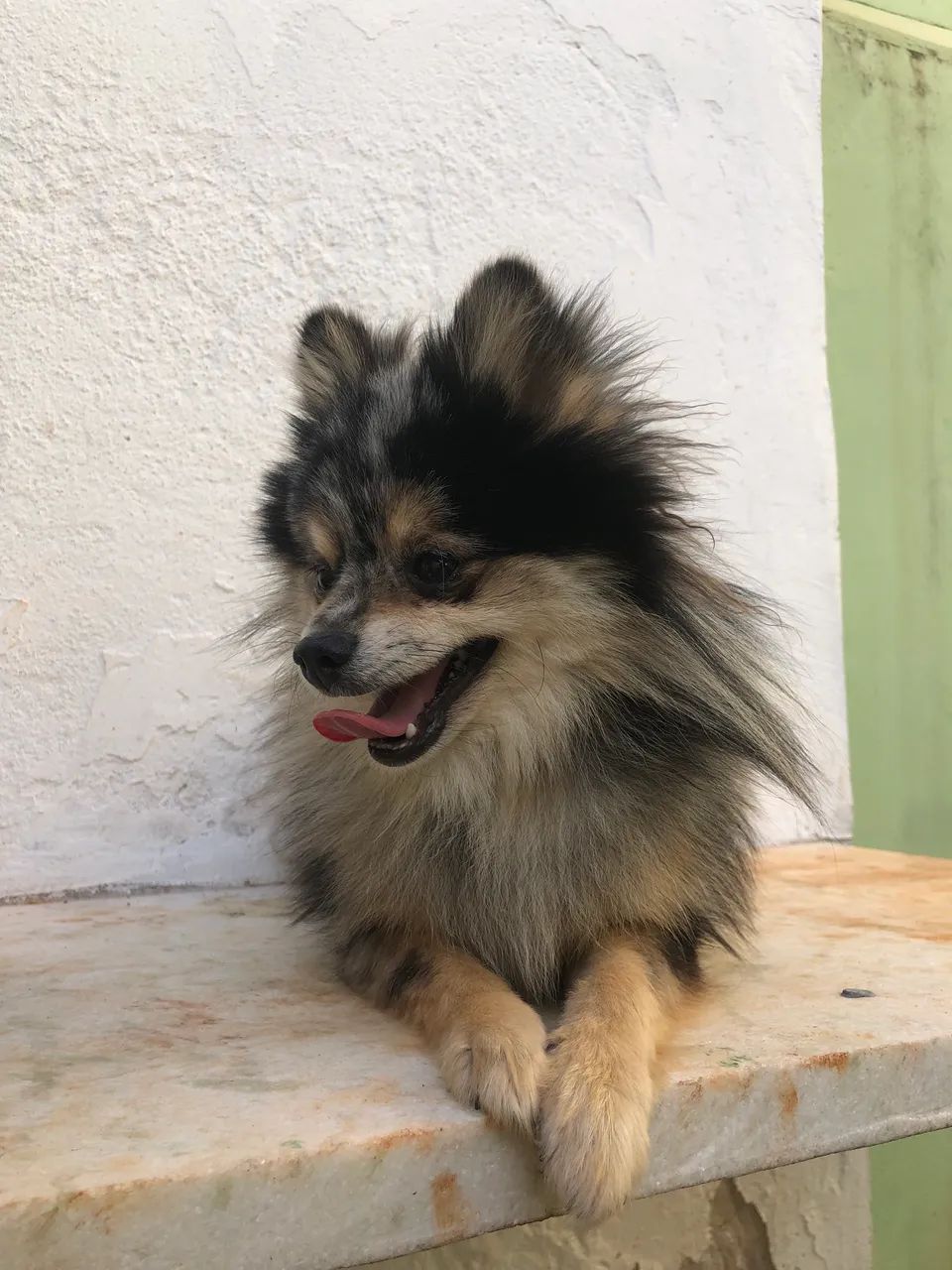 Macho Spitz Preto Merle tan - Foto 5
