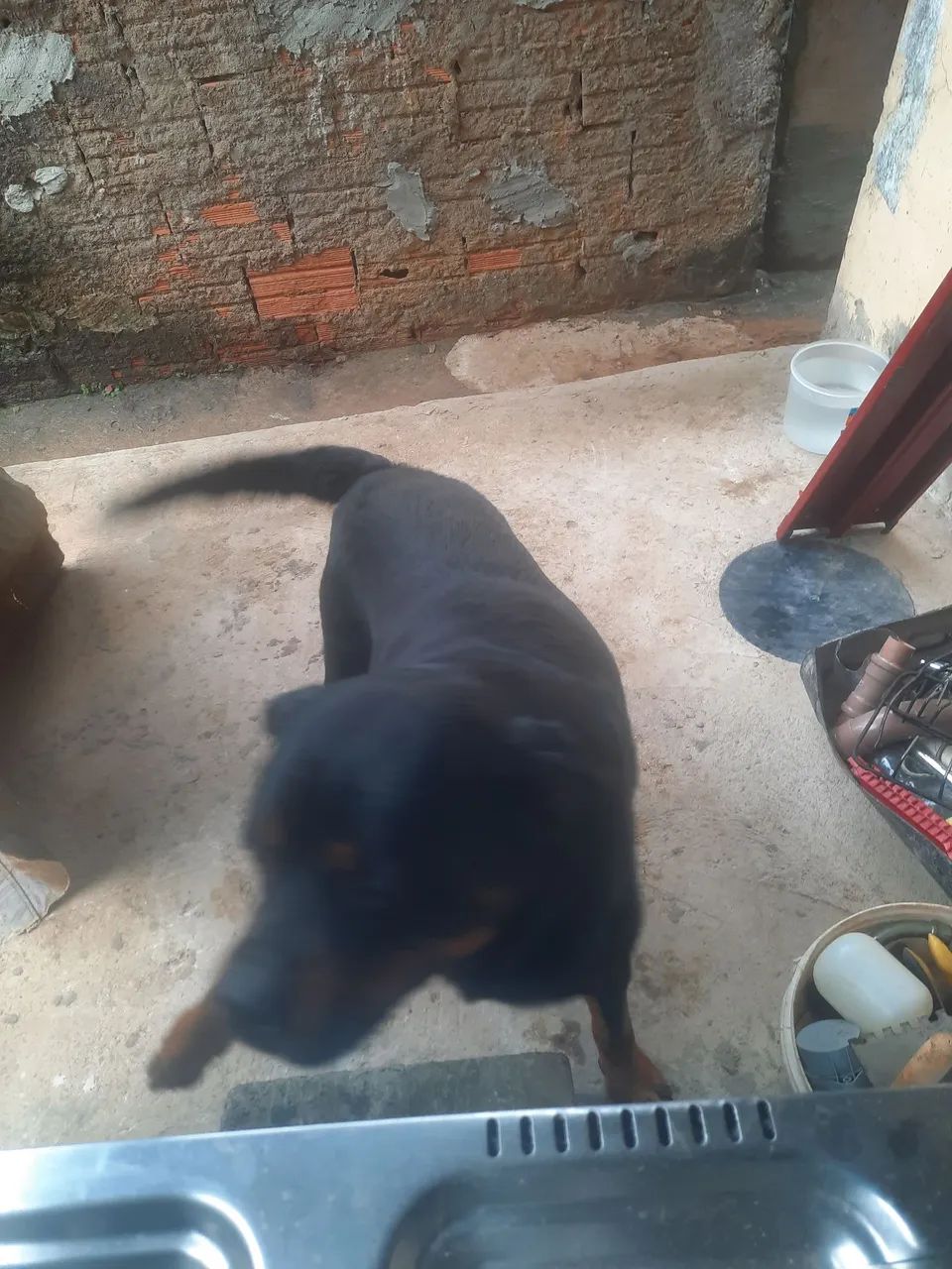doação  de  hotwalei - Foto 5