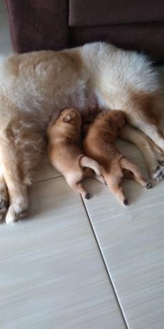 Vende-se Chow Chow fêmea - Foto 2
