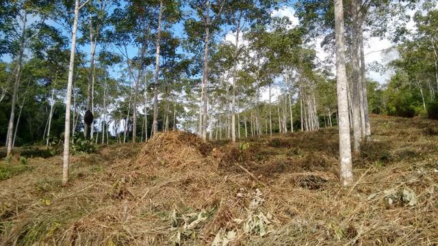 Fazenda Com Nascentes, 800 m de rio e Mata Atlântica Preserevada - Foto 13