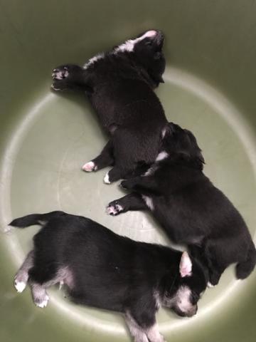 Filhotes de spitz alemão/ Lulu da pulmerania - Foto 3