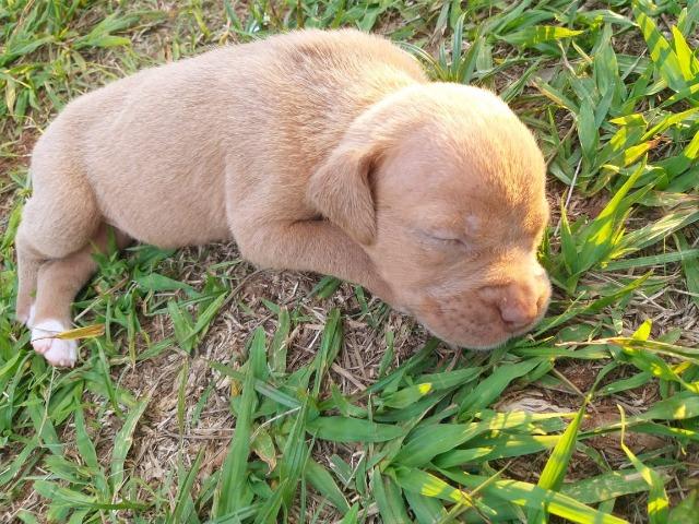 Casal de filhotes bulldog campeiro a venda - Foto 3
