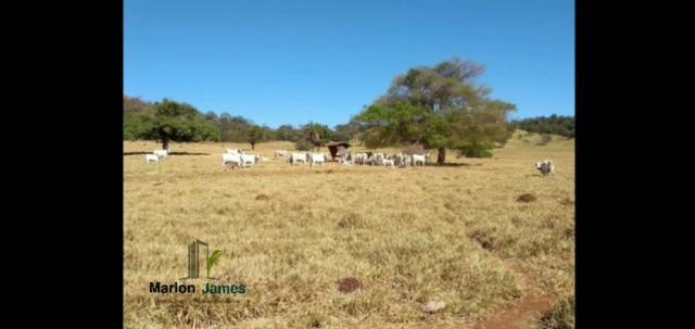 Fazenda em Morrinhos-Go