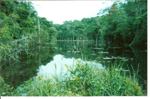 Fazenda Com Nascentes, 800 m de rio e Mata Atlântica Preserevada - Foto 14