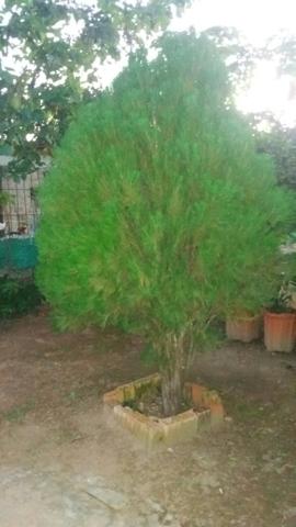 Vende se um pinheiro perfeito para enfeitar para o natal