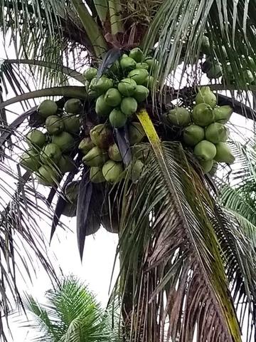 Condominio Morada da Praia em Boracéia, munic. Bertioga - Foto 6