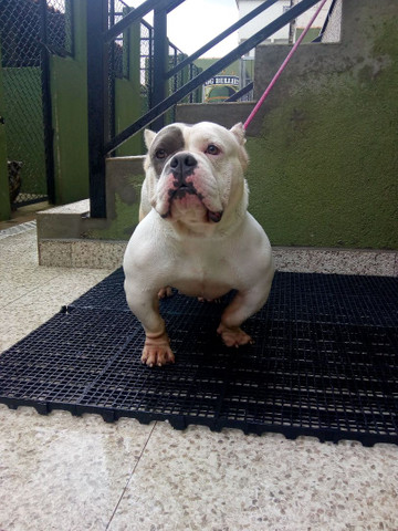 American bully - Foto 3
