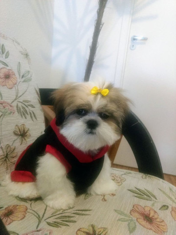 Procuro Namorada - Foto 3
