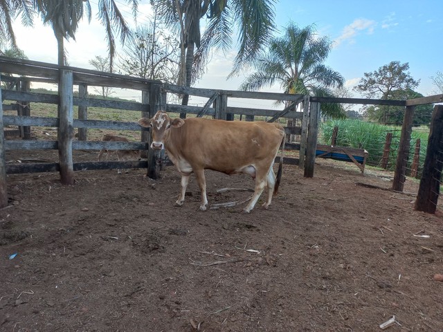 Vaca leiteira