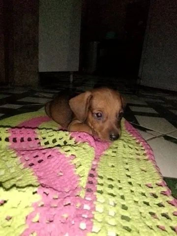 Dashuchund, teckel, salsicha, Basset hound