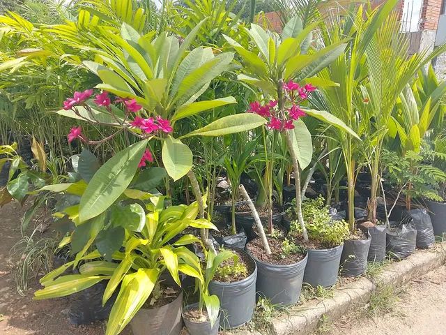 Mudas grandes, palmeira,açaí, jáboticaba,plantas ornament - Foto 6
