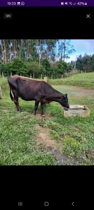 Vaca leiteira  - Foto 3