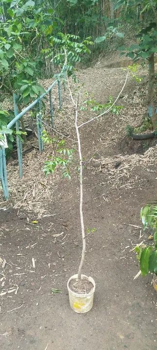 Mudas de Umbú  - Foto 3