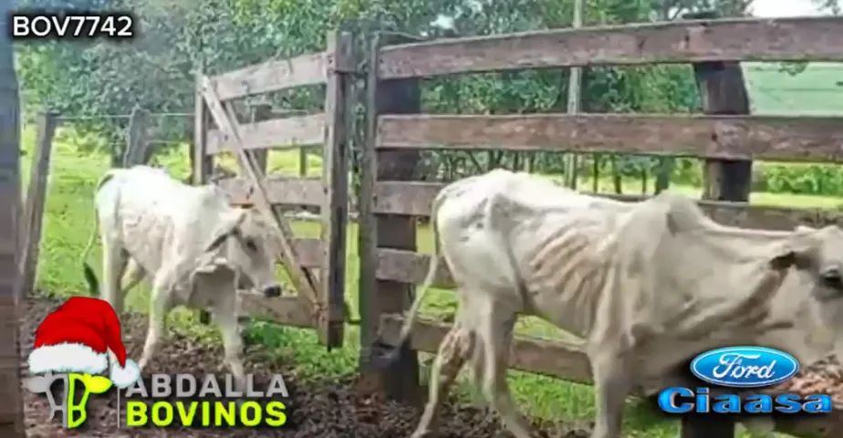 BOV7742 - 105 BEZERRAS E NOVILHAS NELORE 10-18 MESES - ITAUÇU - GO - Foto 6