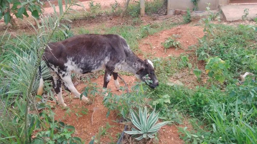 Mini Vacas e Mini Boi - Foto 3