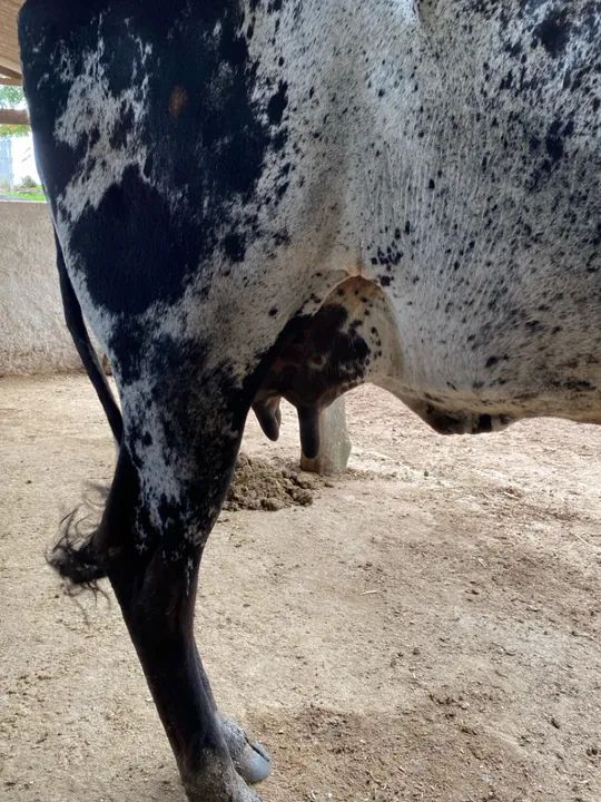 Novilha Girolando com Bezerra ao pé  - Foto 4