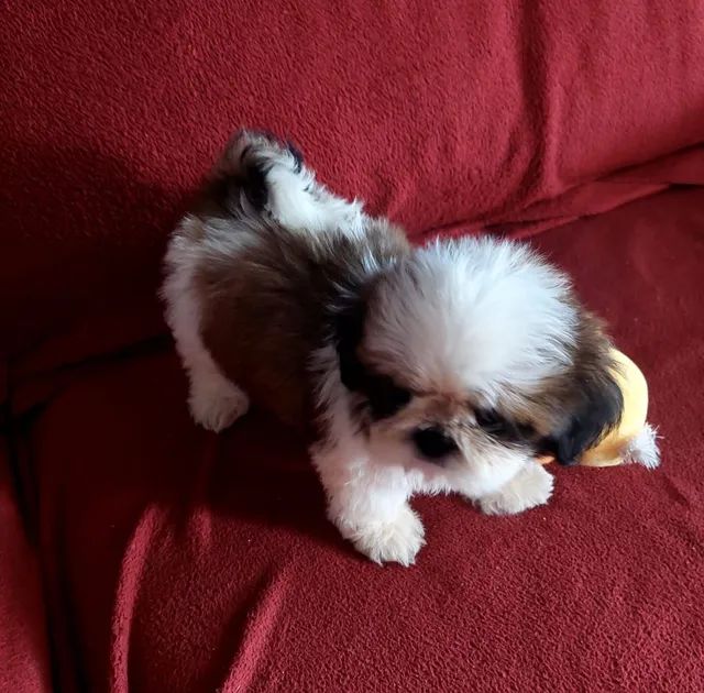 Shih tzu clearance mini olx