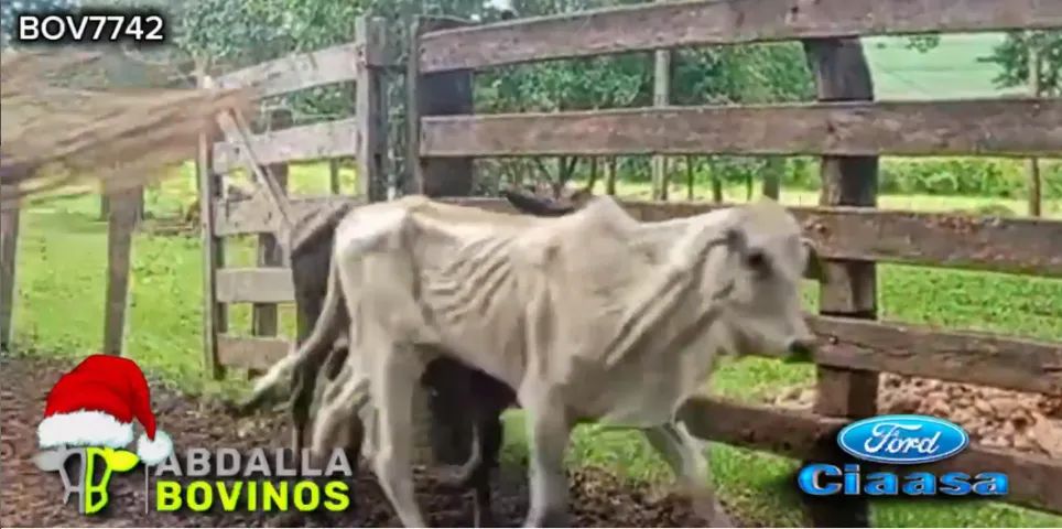 BOV7742 - 105 BEZERRAS E NOVILHAS NELORE 10-18 MESES - ITAUÇU - GO - Foto 4