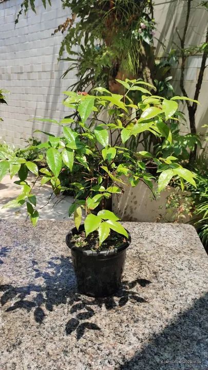 Bonsai de Jabuticaba