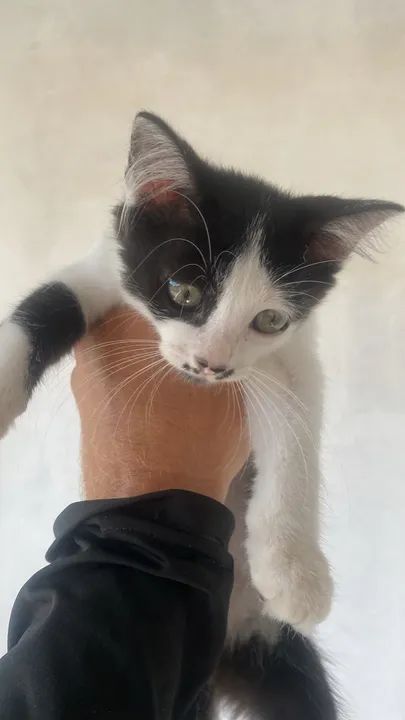 Gatinha para adoção - Foto 2