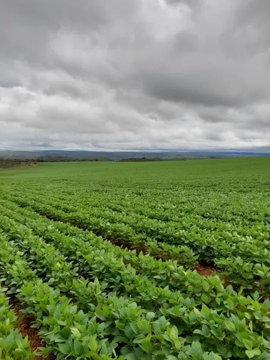 Fazenda de 135 alqueires em Alto Paraiso-GO - Foto 2
