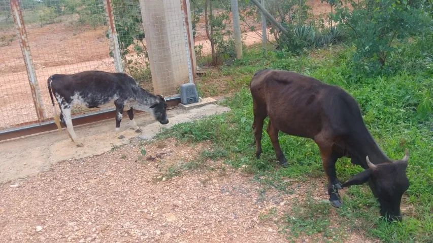 Mini Vacas e Mini Boi - Foto 4