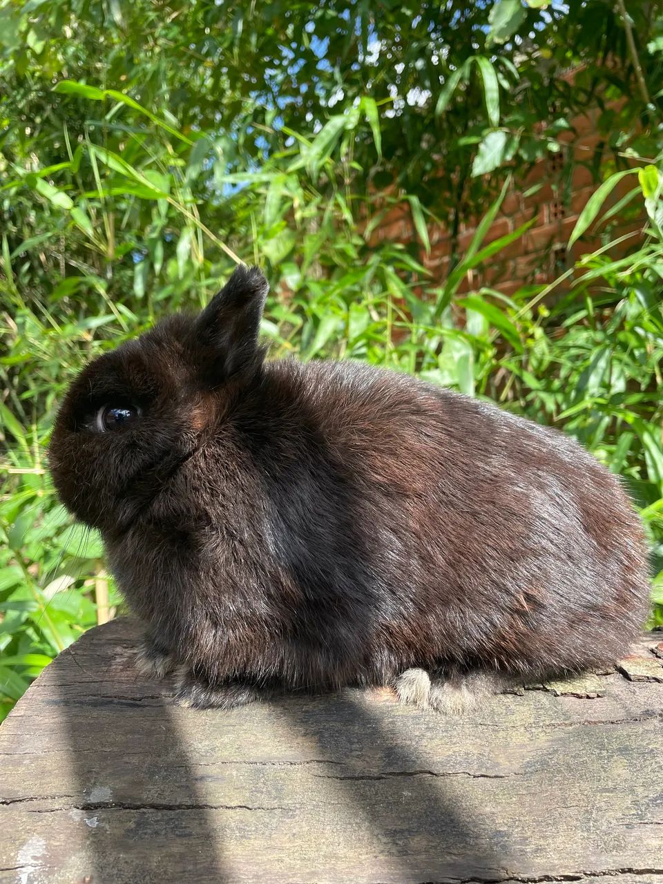 Netherland Dwarf adulto 